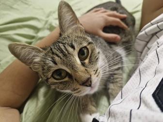 Отдам кошку в добрые руки