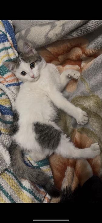 Отдам котят в добрые руки!