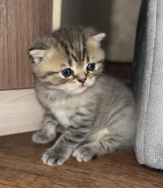 Британцы котята