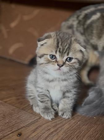 Британцы котята