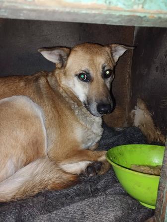 Найдена собачка, девочка контактная