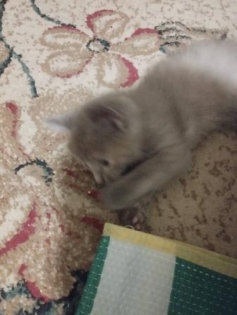 Отдам котят в хорошие добрые руки