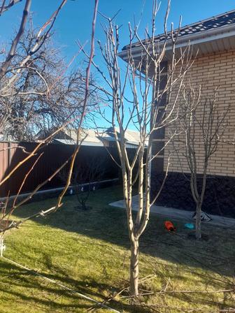 Агрономические услуги