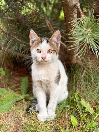 Котенок от кошки крысоловки