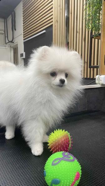 Кобель для вязки Немецкий шпиц