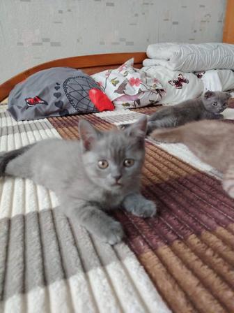 Котенок британский 2 месяца