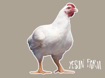 Бройлерные яйца инкубационные РОСС 308 здоровые цыплята