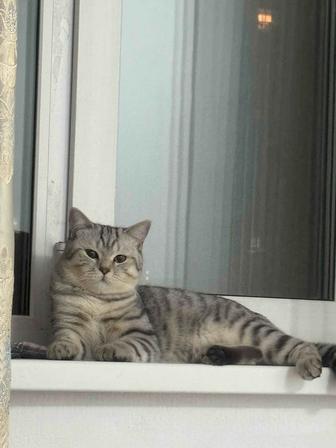 Кот