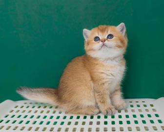 Золотые Шиншиллы котята