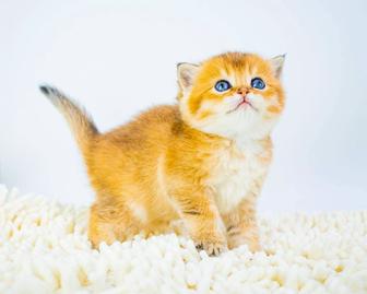 Золотые Шиншиллы котята