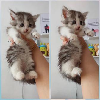 Котенок мальчик 1,5 мес