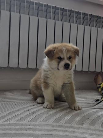 Щенок Акита ину