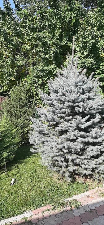 Продаётся голубая ель