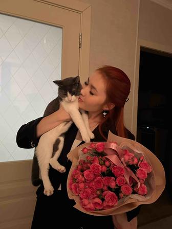 Кошки в добрые руки