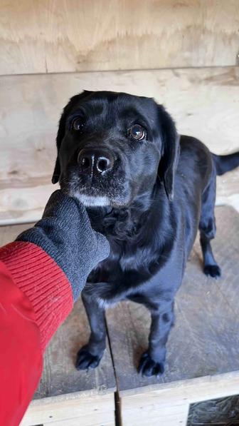 Отдам собаку в добрые руки