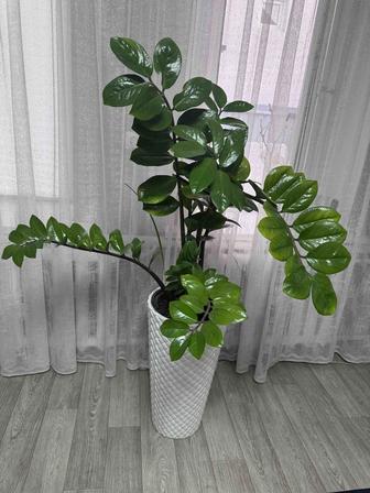 Долларовое дерево большое кашпо Замиокулькас