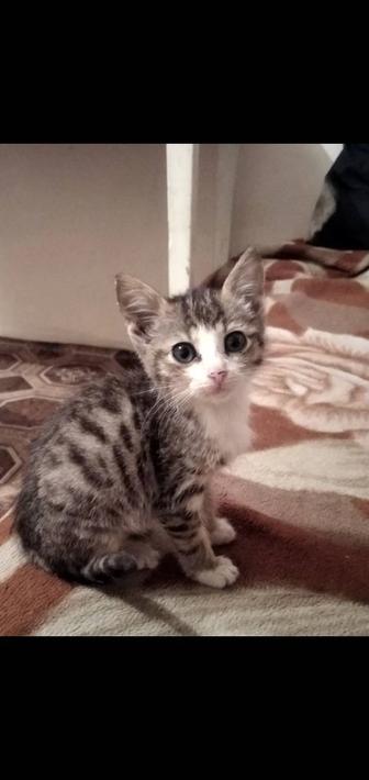 Отдам в добрые руки 2 котят