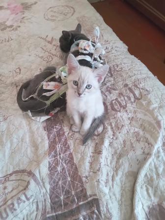 Отдам даром котенка в хорошие руки