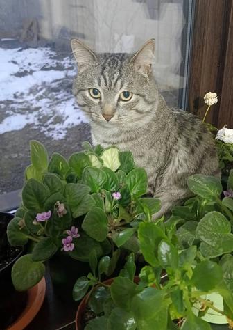 Потерялся кот, кличка Мурзик