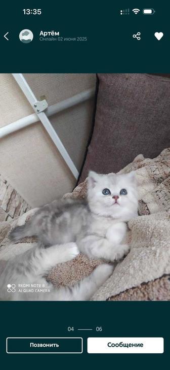Продам шотландских вислоухих котят