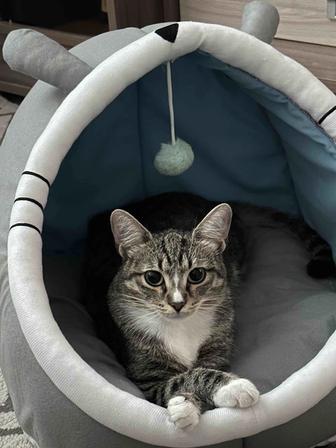 Кошка