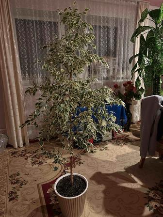 комнатные растения