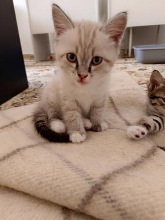 Отдам в добрые руки котенка