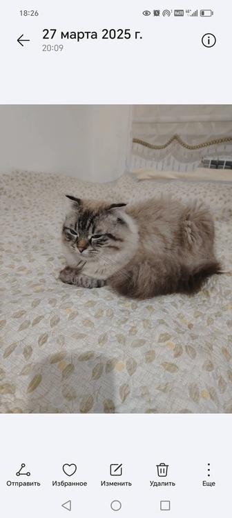 Котенок метис