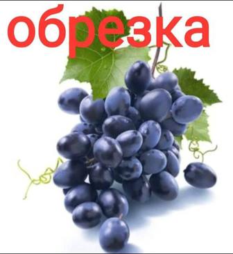 Обрезка винограда