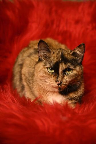 Молодая кошечка, трехцветка. Стерилизована