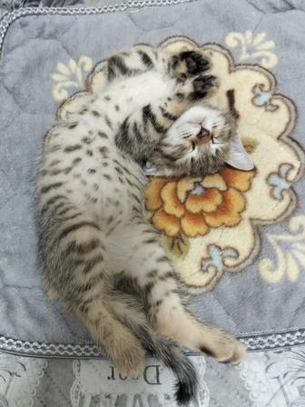 Продается котенок порода Скоттиш страйт 2 месяца мальчик к лотку приучен