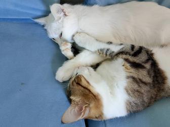 Продам кошку