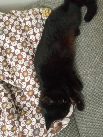 Отдам котенка в хорошие руки