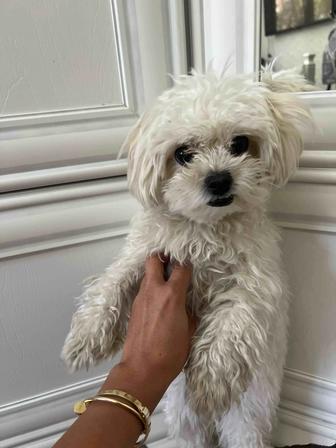 Срочно продам мальтипу 1,5 года