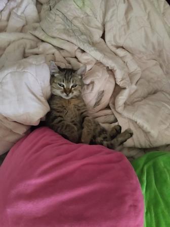 Отдаю даром котенка, девочка, 2 месяца