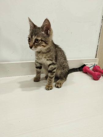 Отдаю даром котят, 1,5 месяца