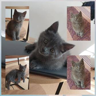 Котенок британский девочка