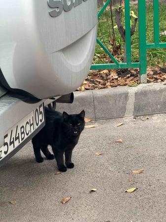 Найден кот найдена кошка