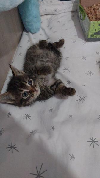 Котенок Мальчик 1,5 мес