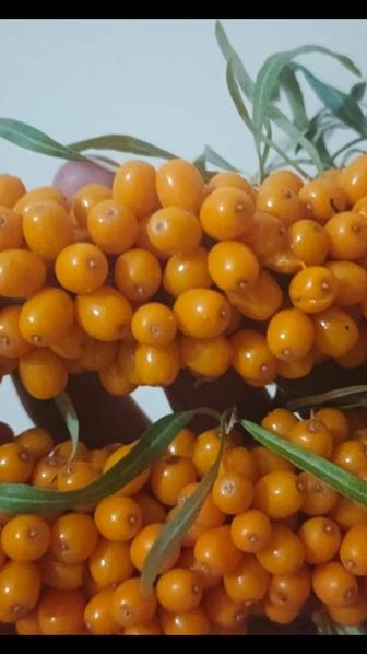 СВЕЖАЯ ОБЛЕПИХА по низкой цене!