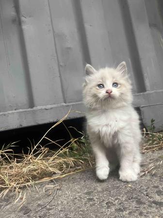 Отдам котенка девочку