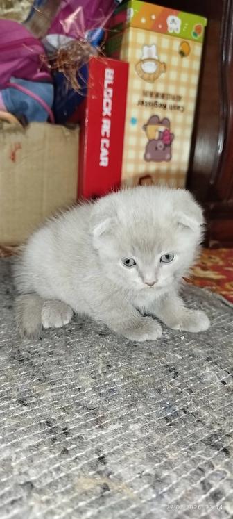 Продам котят