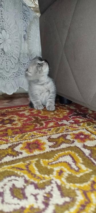 Продам котят