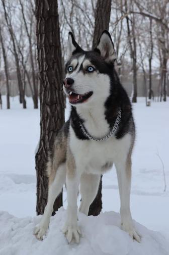 Передержка собак