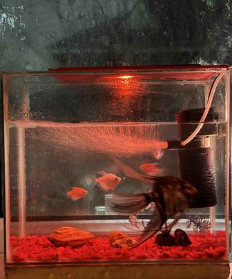Аквариум с рыбками