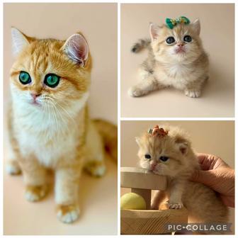 Котята шиншилла