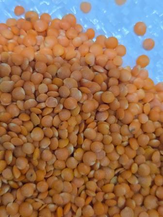 Чечевица красная шлифованная