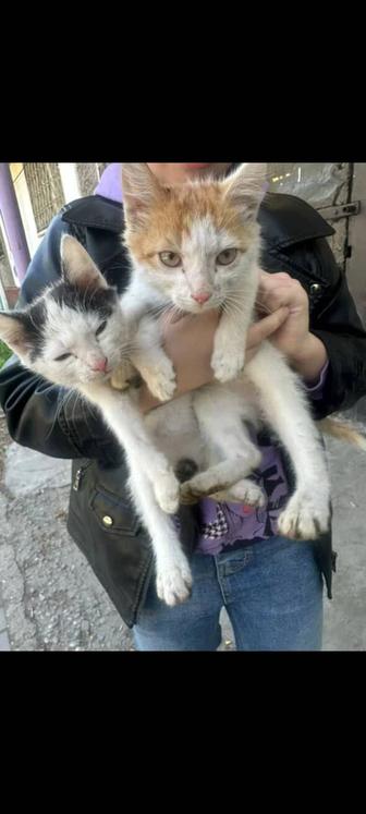 Ласковые котята