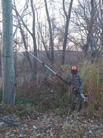 Обрезка деревьев