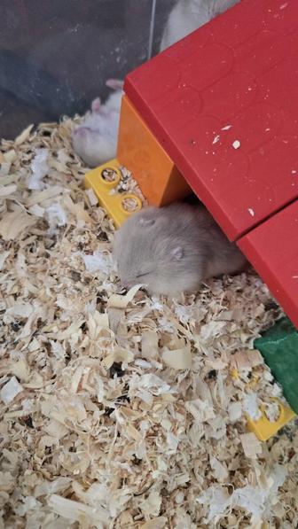 Хомячок милый малыш